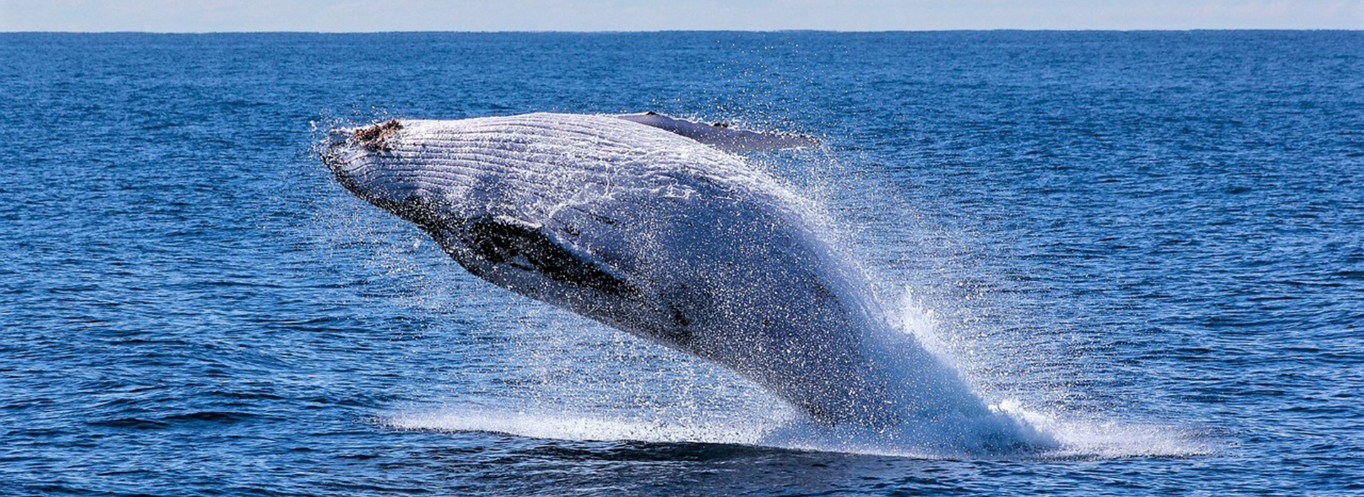 BALLENAS EN REYKJAVÍK