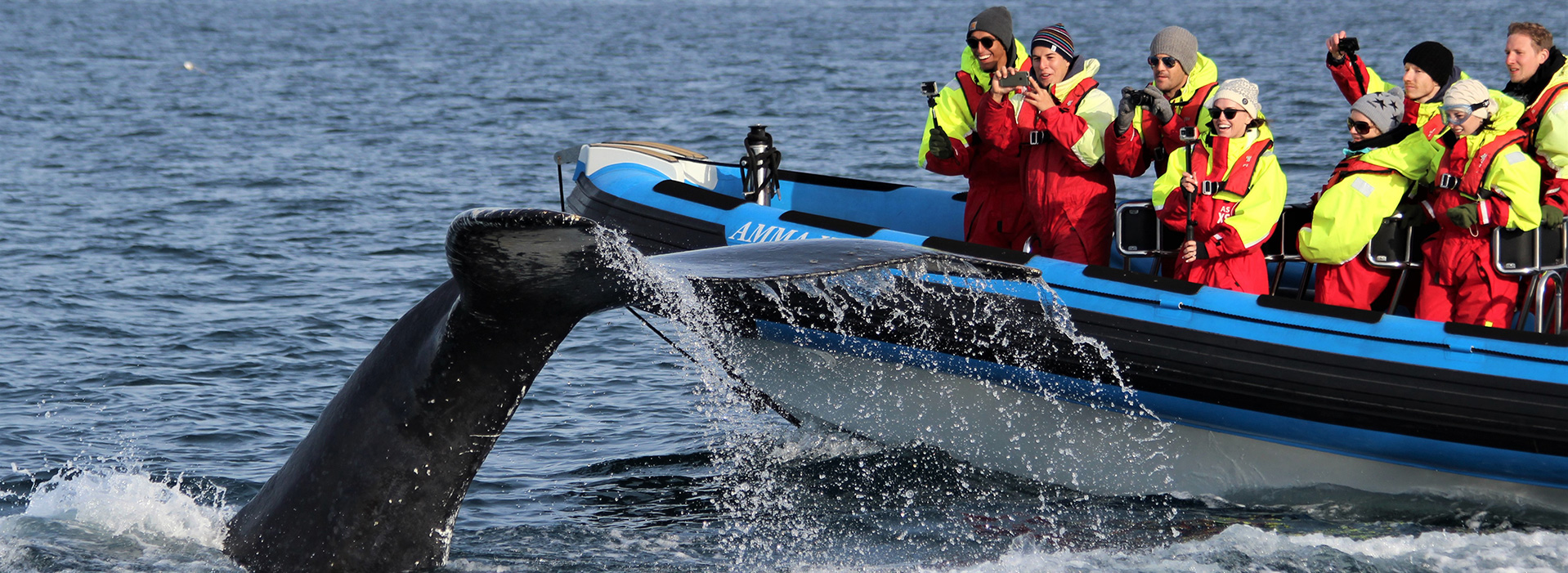 BALLENAS EN ISLANDIA