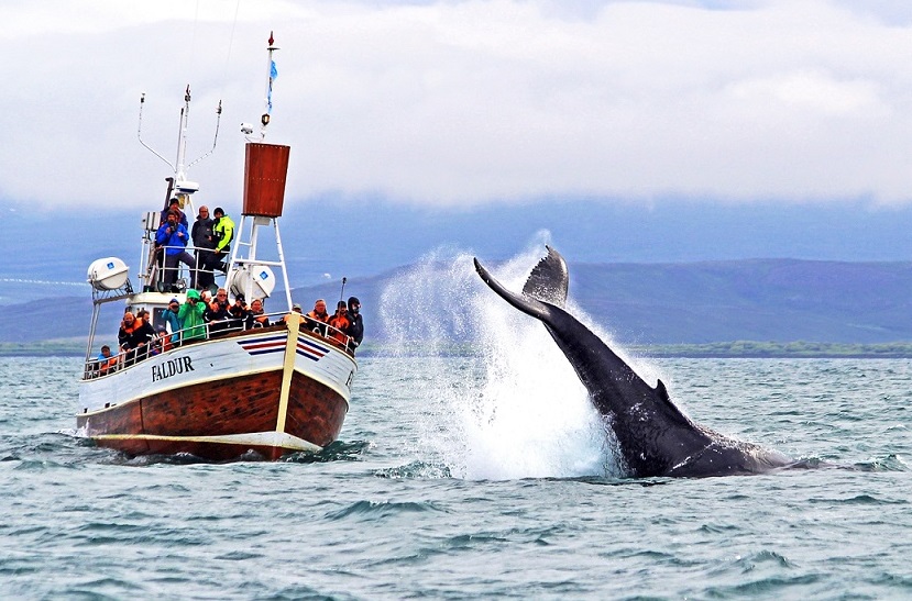 Avistamiento de ballenas en Húsavík