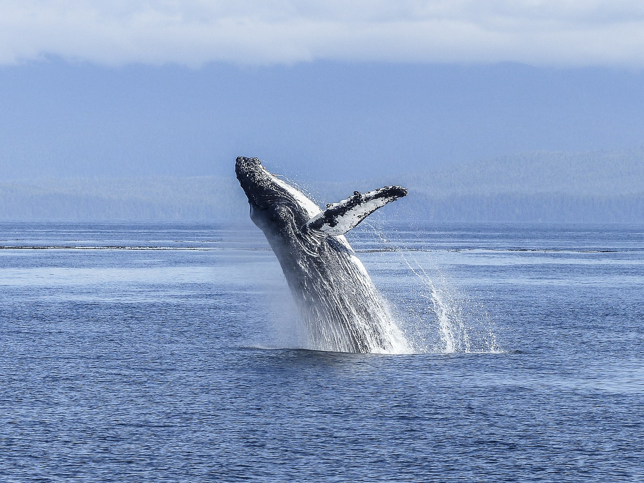 ¿Qué ballenas hay en Islandia